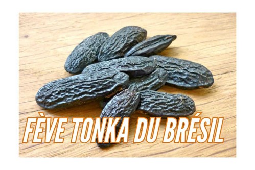 Tonka bean origin - tonka bean price per kilo